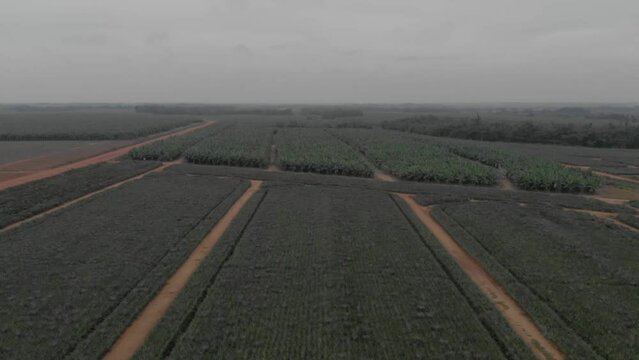 drone fly above banana pineapple in tropical organic farm field environment