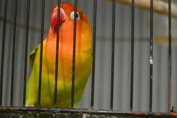a lovebird with Fischer's glasses or with the scientific name Agapornis fisheri with red, orange, yellow and green feathers, is one of the birds that is kept by many bird lovers. - obrazy, fototapety, plakaty