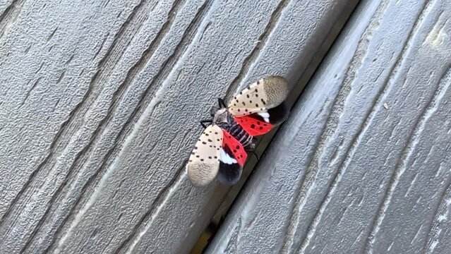 A spotted lanternfly walks across a deck with its wings spread open