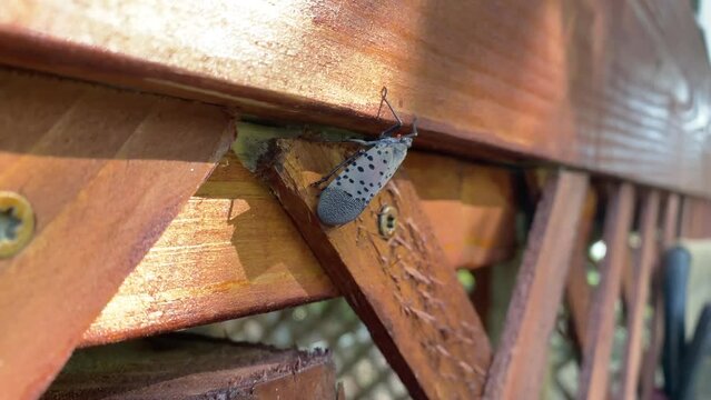 Invasive pest spotted lanternfly insect climbs up the side of a wooden deck in Northeast United States