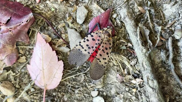 A spotted lanternfly invasive pest rests on the ground next to dead leaves