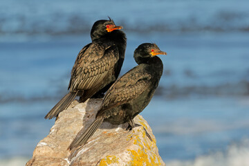 Pair of crowned cormorants (Microcarbo coronatus) perched on a coastal rock, South Africa.