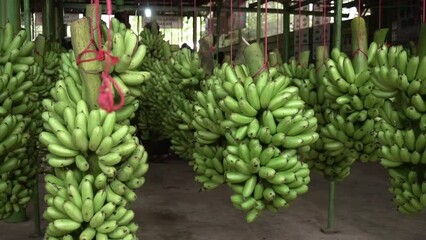 brunch of banana fruit hang out in a factory farm banana plantation, picking season export of food from tropical country