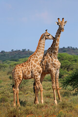 Giraffes (Giraffa camelopardalis) in natural habitat, Mokala National Park, South Africa.