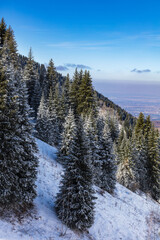 winter landscape with snow
