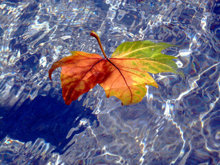 yellow, red, brown and green maple leaf floating in shallow blue water. autumn fountain scene with white reflections. fall colors concept. bright lights. seasons and colors. autumn mood. outdoor scene