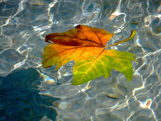 yellow, orange and green color autumn maple leaf floating on top of blue water in shallow fountain....