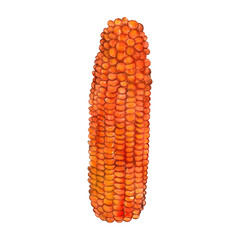 bright orange corn, a symbol of the harvest, watercolor. Kwanzaa. on isolated white background, hand drawn. Perfect for card design, invitation, scrapbooking, fabric printing.