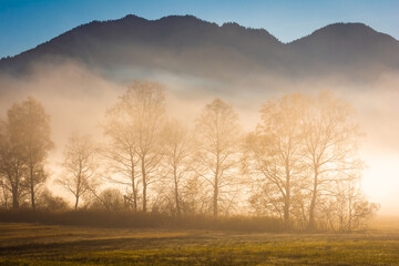 Fototapeta na wymiar Bäume und Berge im Nebel - Herbst am Kochelsee
