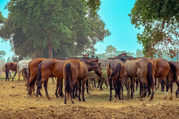 Fototapeta premium Horses grazing in field in evening. Many horses on pasture in sunset light. Majestic brown horses pasturing in warm spring sunshine. Herd of horses eating grass and straw in field. Animals and food.