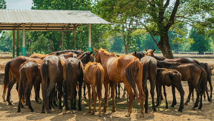 Horses grazing in field in evening. Many horses on pasture in sunset light. Majestic brown horses...