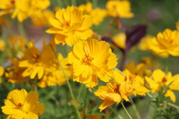 Cambodia. Cosmos sulphureus is a species of flowering plant in the sunflower family Asteraceae,...