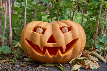 Festive pumpkin on the background of green bushes. Halloween pumpkin with nuts instead of eyes lies on the ground among autumn foliage. Festive mood. Selective focus.