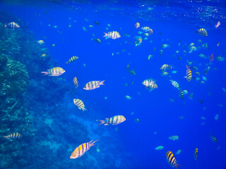Fototapeta na wymiar millions of indopazific sergeant fish in blue ocean