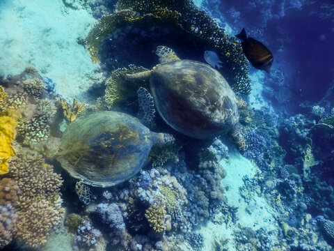 two green sea turtle eating on the ground between corals in the red sea