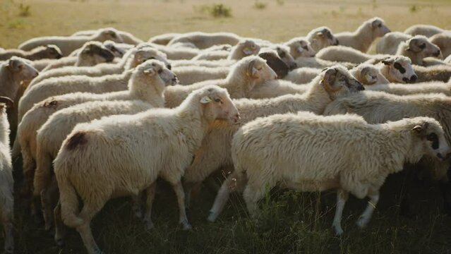 The flock of sheep that go forward and push each other. One looks at the camera then goes on after his girlfriends. The background is green to yellow. High quality and resolution in 4k .