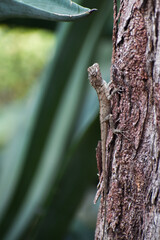 Indian chameleon ( chameleo zeylanicus) climbing on tree