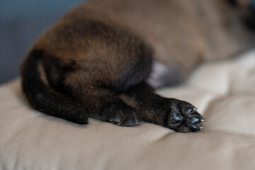 Cute little puppy sleeping on the pillow. Malinois breed. Brown color palette. Dog photography. Life with pet. Close up paws. Belgium shepherd