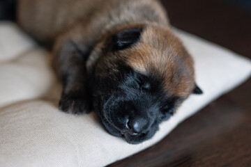 Cute little puppy sleeping on the pillow. Malinois breed. Brown color palette. Dog photography. Life with pet. Close up portrait of a dog. Belgium shepherd