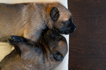 Two cute little puppies sleeping on the pillow. Malinois breed. Brown color palette. Dog photography. Life with pet. Close up portrait of a dog. Belgium shepherd