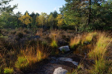 Ferns and sandstone rocks in  Apremont gorges. Fontainebleau forest in autumn season