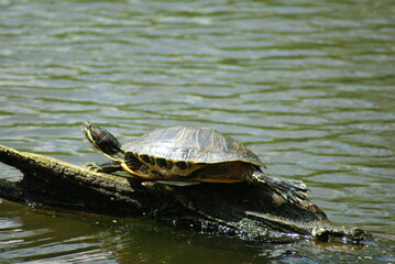 Turtle