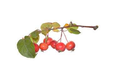 paradise apples isolated on white background