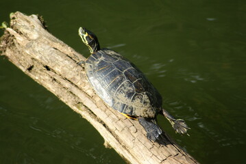 Turtle