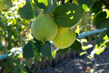 Beautiful green ripe quince on a branch with a house in the background