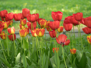 Obraz premium red tulips on a spring day