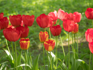red tulips in the spring