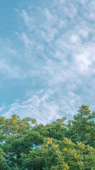 Nature frame deciduous tree top crown plant grow green leaves foliage blue sky cloud sun background