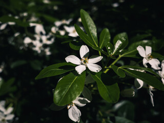 white flowers of a tree