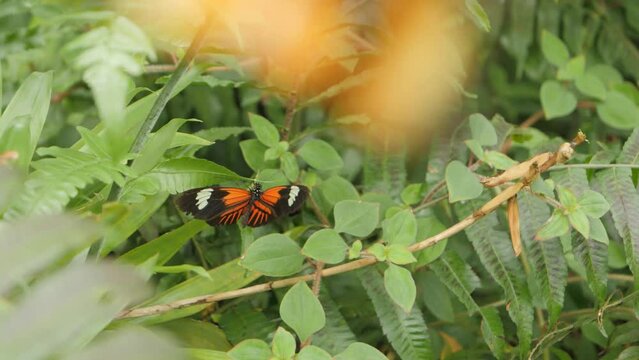 Many different butterflies fly around, slow motion.