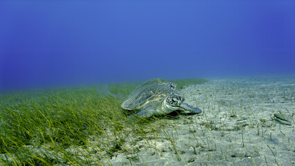 Underwater photo of two large sea turtles eating on the sea grass at the bottom of the sea
