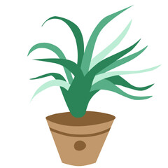 indoor potted plant
