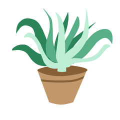 indoor potted plant