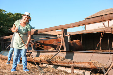 Female mature worker near paddock with cows on farm