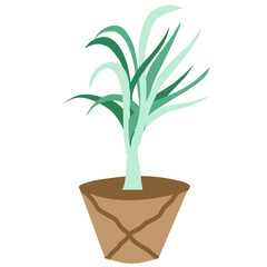 indoor potted plant