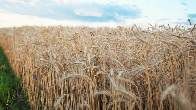 ars of wheat on the field during sunset. farming wheat harvesting agribusiness concept. walk in a large wheat field. big harvest of wheat in summer on lifestyle the field landscape