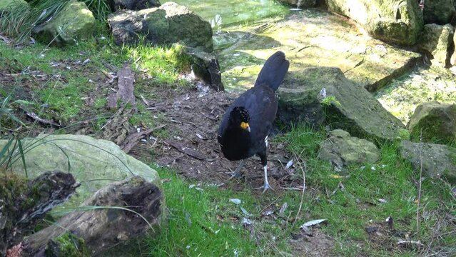 A male black curassow (Crax alector), is a species of bird in the family Cracidae.