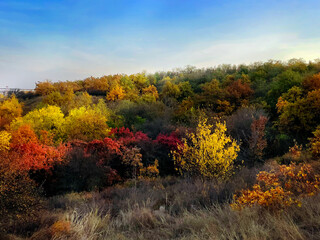 Fototapeta premium autumn forest in the autumn