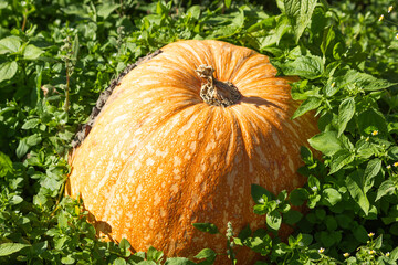 Big orange pumpkin growing and ripening in green grass of farmland. Halloween pumpkin in the home...