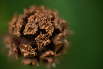 Fir cones on an evergreen conifer in a forest, Close-up of pine cones on a branch in a forest, Christmas concept. Pine cones and fir branches. Dark style, close-up scales of pine cone
