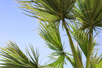 Green palm tree branches against sky background, closeup