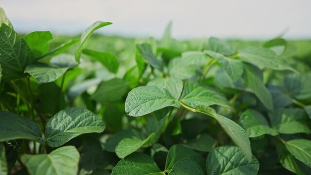Agriculture. plantation a soybean field green bean plants close-up. business farming concept. soybean cultivation, vegetables, plant care. movement for a green soybean field. bio farm lifestyle
