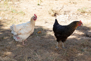 white and black brown hen in chicken coop in hens house at home garden