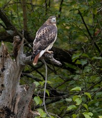 Red tailed hawk perching on a tree branch