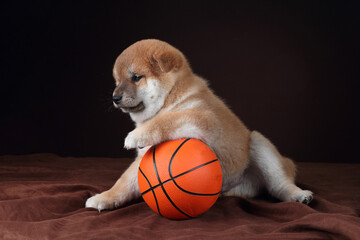 Cute little shiba inu puppy with a basketball