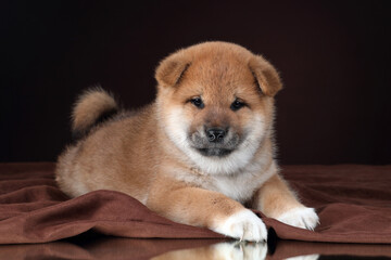 Cute little shiba puppy on brown background